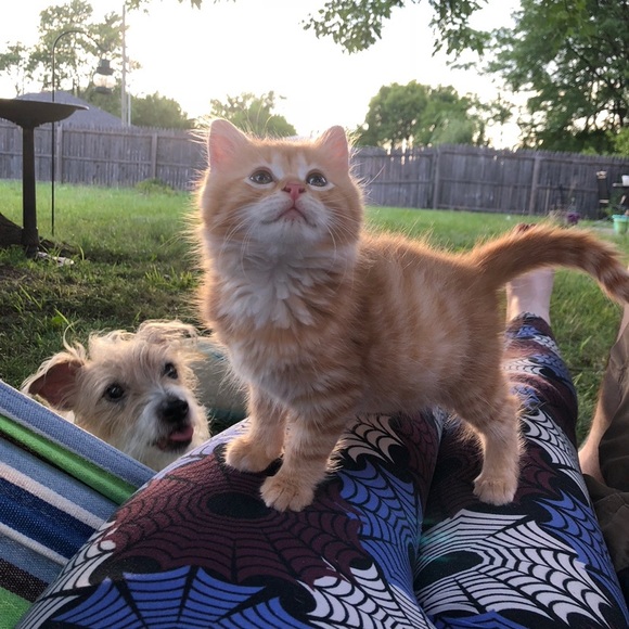 Meet your Poshers, Audrey and Benjamin - Picture 2 of 3